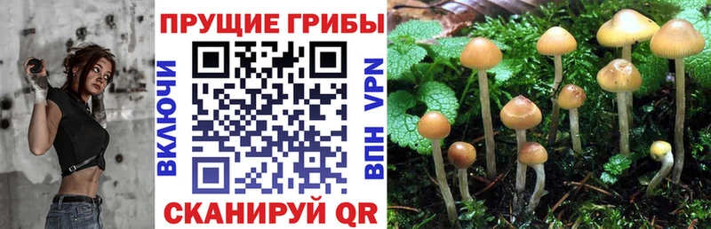 где купить   Мамадыш  Псилоцибиновые грибы Magic Shrooms 